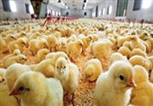 7 اقدام جدید دولت برای افزایش جوجه‌ریزی و رشد تولید مرغ